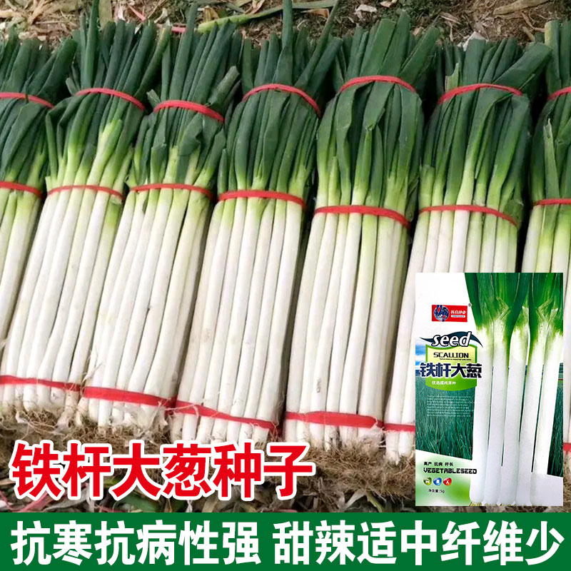 籽种拍三送一四季小香葱、铁杆大葱种子四季家庭种植种子
