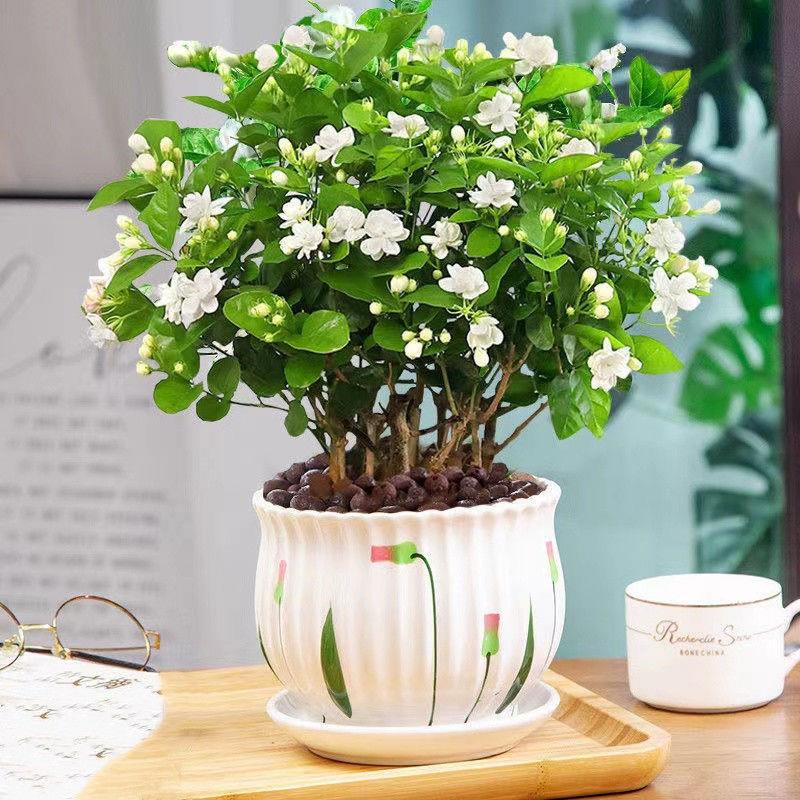 浓香茉莉花苗盆栽栀子花卉植物室内绿植九里香四季电视柜两旁开花