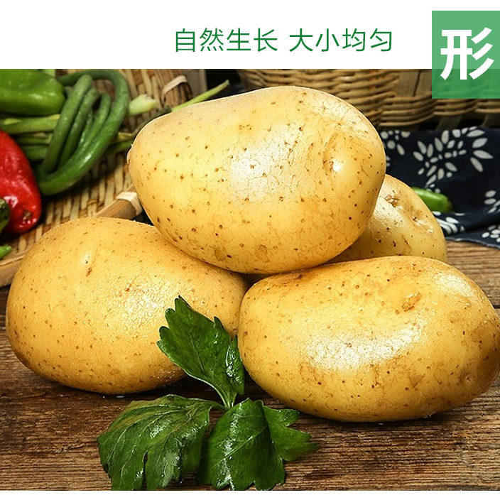 内蒙古新鲜有机土豆马铃薯蔬菜黄心黄土豆软糯可口生鲜产地直发