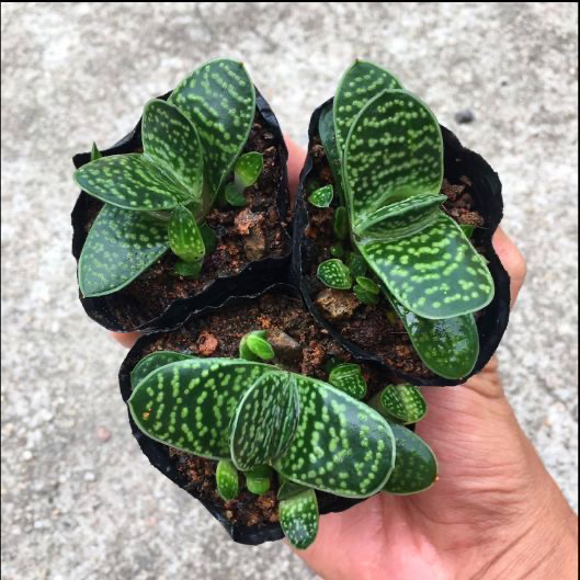 子宝多肉植物元宝花招财进宝肉肉办公室桌面室内绿植花卉