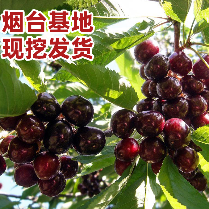 【假一棵赔一万】正宗车厘子大樱桃树苗适合南北方种植烟台福山发货