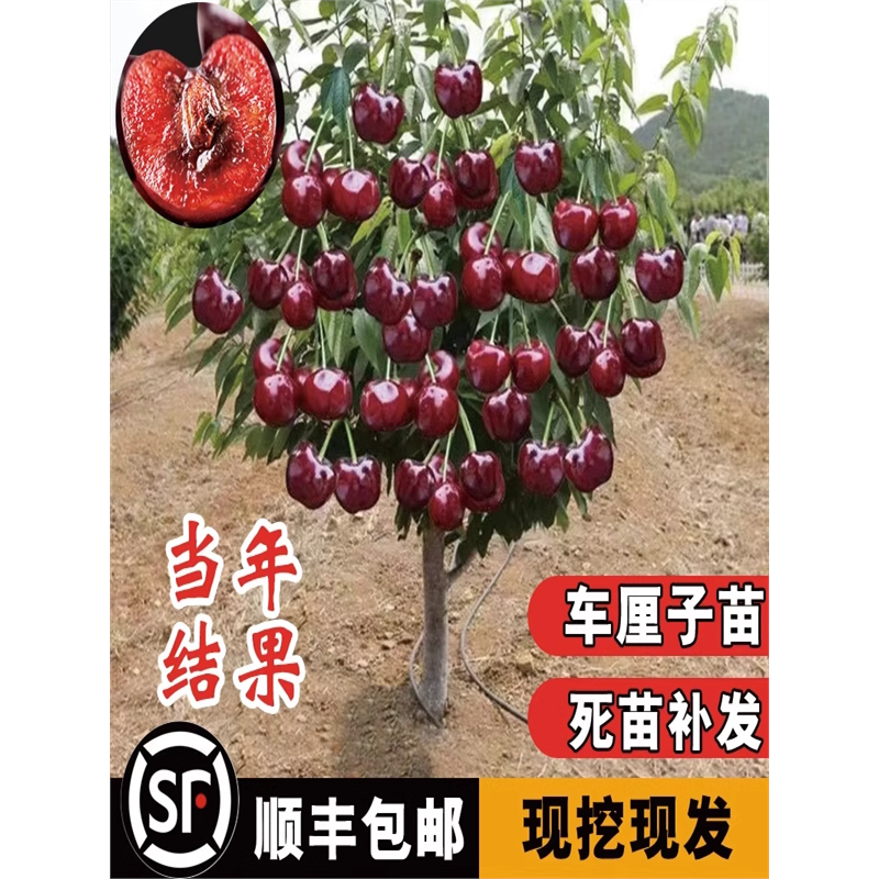 2-3年苗买1送2】特大车厘子树苗樱桃树苗盆栽地栽南北方庭院种植
