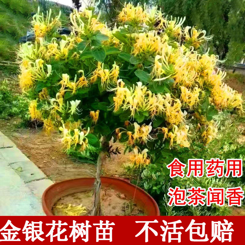 买一送一金银花树苗盆栽可食用药用爬藤植物四季开花阳台庭院种植