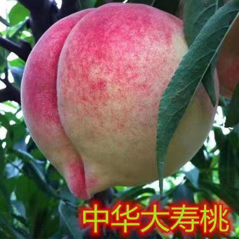 2-3年苗买1送2】中华大寿桃树苗嫁接水蜜桃树苗南北方盆栽地栽种植