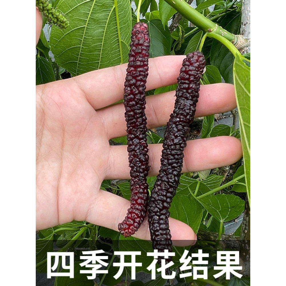 2-3年苗买1送2】台湾桑葚树苗无籽长果桑苗短果桑南北方盆栽地栽
