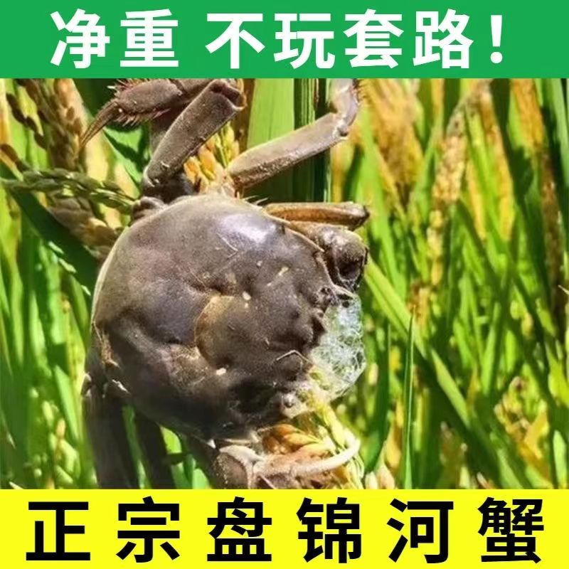 盘锦稻田河蟹母1.0-1.3两2.5斤包邮