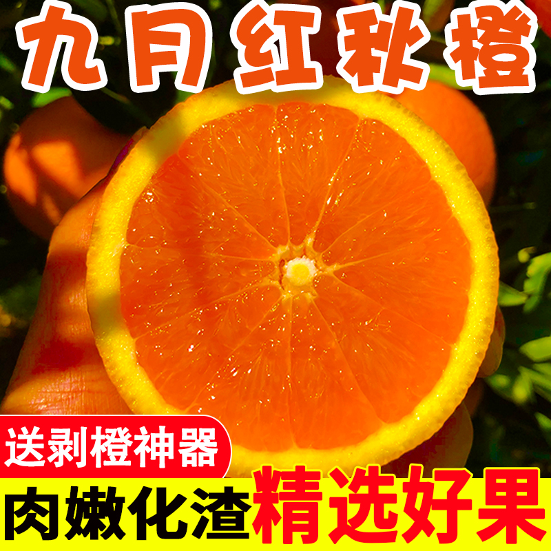 湖北秭归九月红果冻橙现摘现发当季新鲜水果 净重5/9斤D