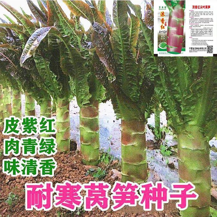 高产耐寒莴笋种子蔬菜四季种籽秋冬高温红皮绿肉尖叶农家青笋红皮