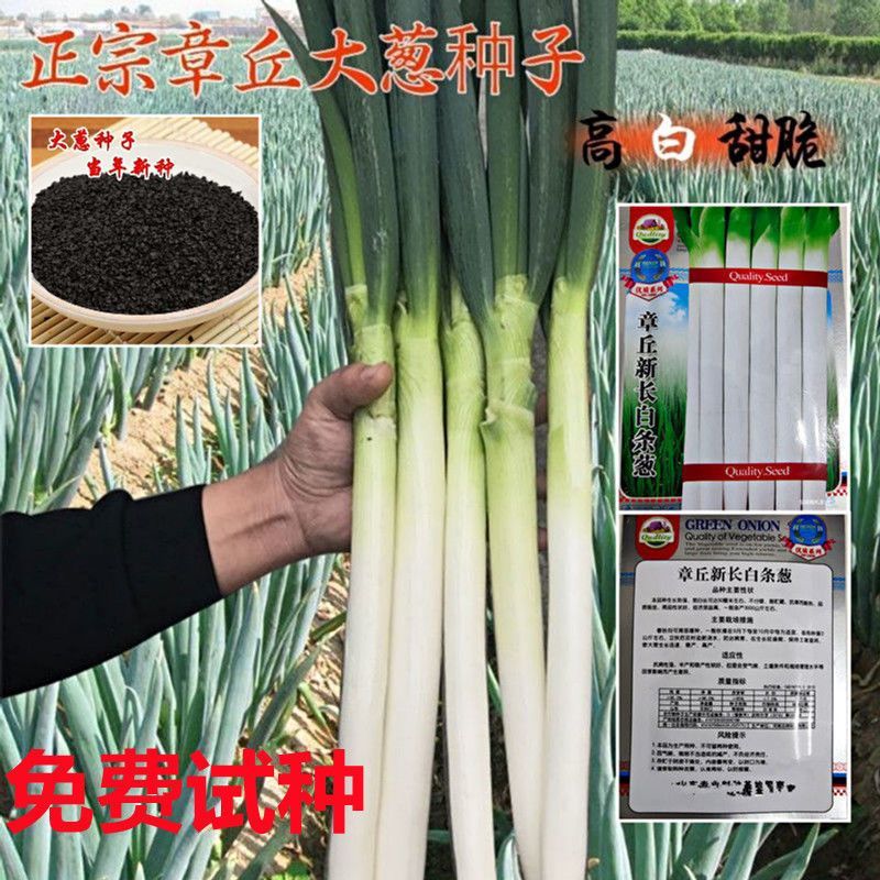 山东章丘大葱种子高产耐寒铁杆苗蔬菜苗子种籽四季春季大葱种子孑