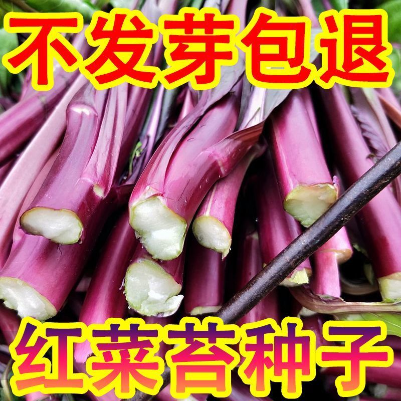 红菜苔种子种籽蔬菜秋天种的孑广东菜籽菜种四季菜心南方冬季大全