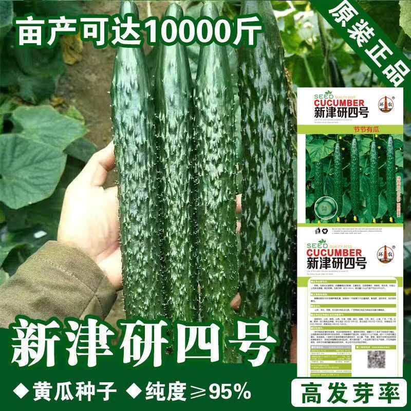 绿心黄瓜种子强雌耐热水黄瓜种籽油亮绿心四季高产阳台盆栽菜种子