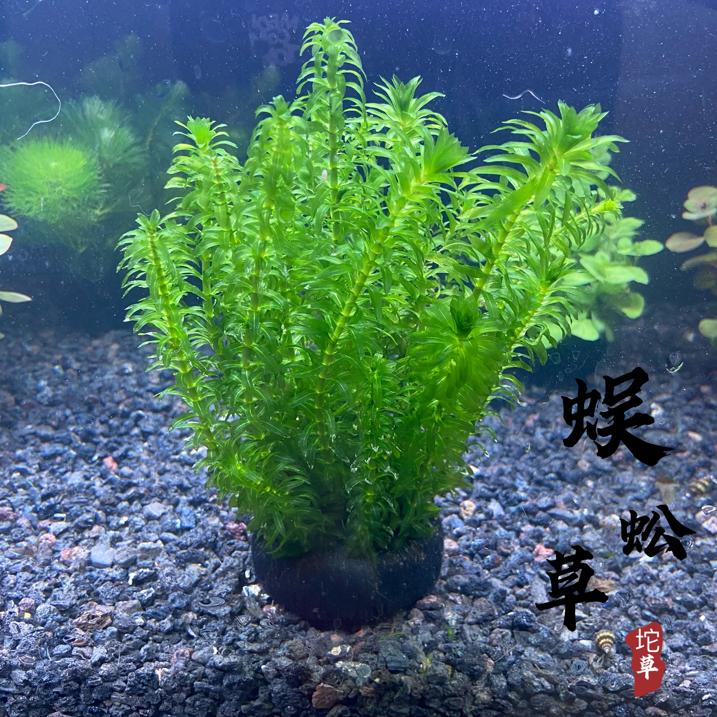 蜈蚣草坨草净化水质能力懒人新手无需灯光底沙超强池塘鱼缸皆可养