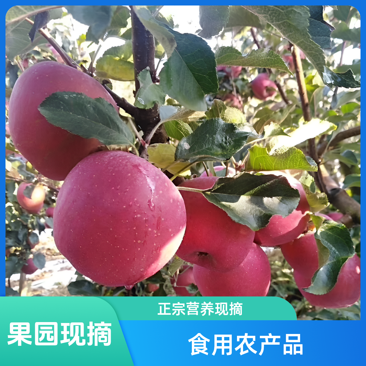 原产地云南昭通丑苹果冰糖心苹果现摘现发货3/5/10斤重量包邮