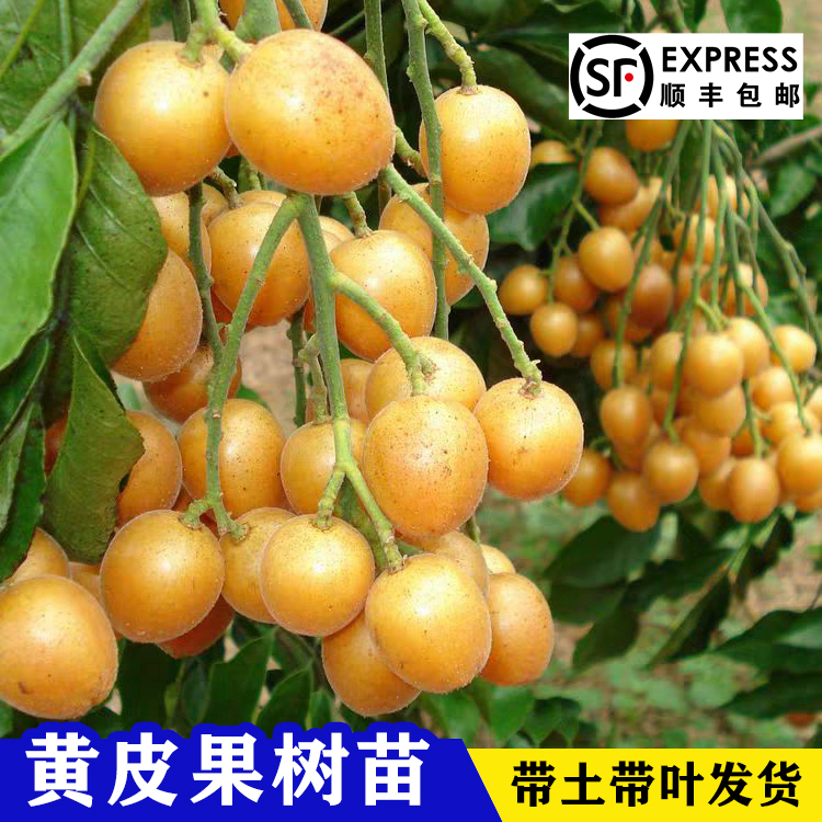 黄皮苗嫁接苗无核黄皮果树苗鸡心黄皮黑黄皮冰糖黄皮果树苗可盆栽