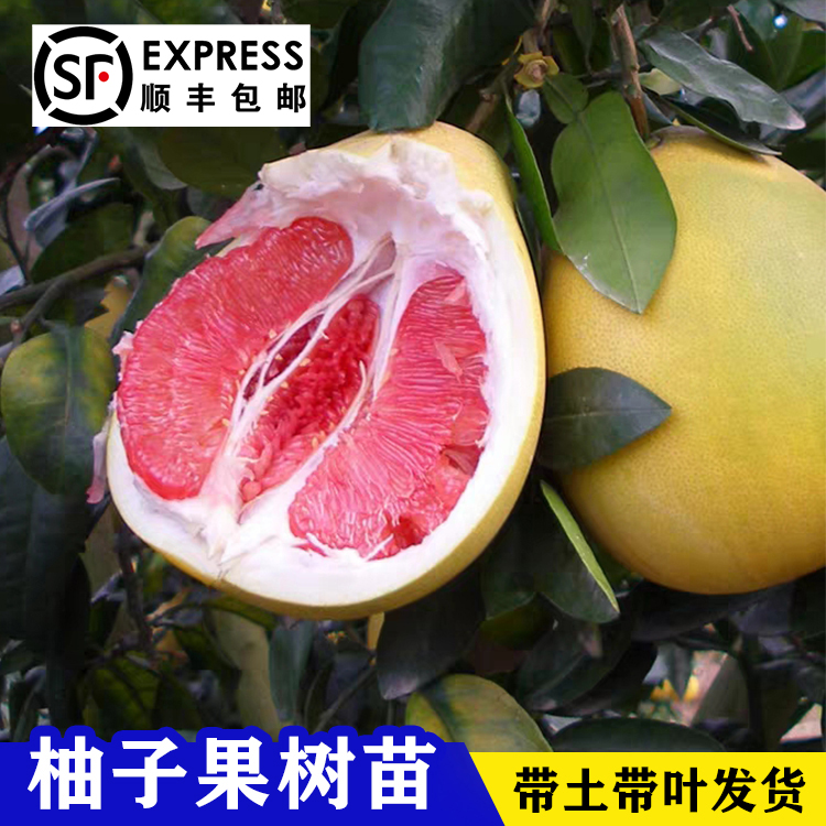 柚子树苗红心蜜柚三红蜜柚南北方种植盆栽地栽嫁接果树苗当年结果