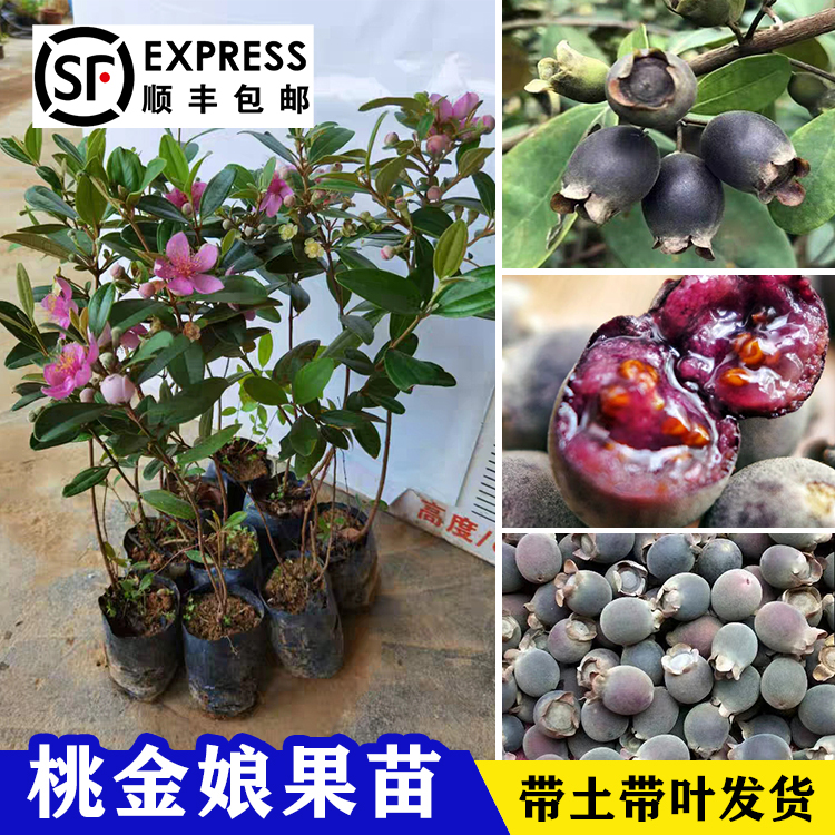 果苗桃金娘树苗广西基地直销山捻子树苗南方种植棵盆栽地栽沃柑