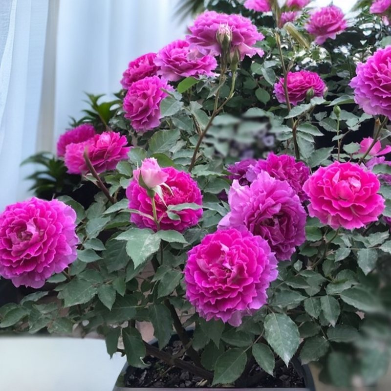 浓香天方夜谭月季欧月灌木四季开花室内欧月庭院紫色蔷薇花带花苞