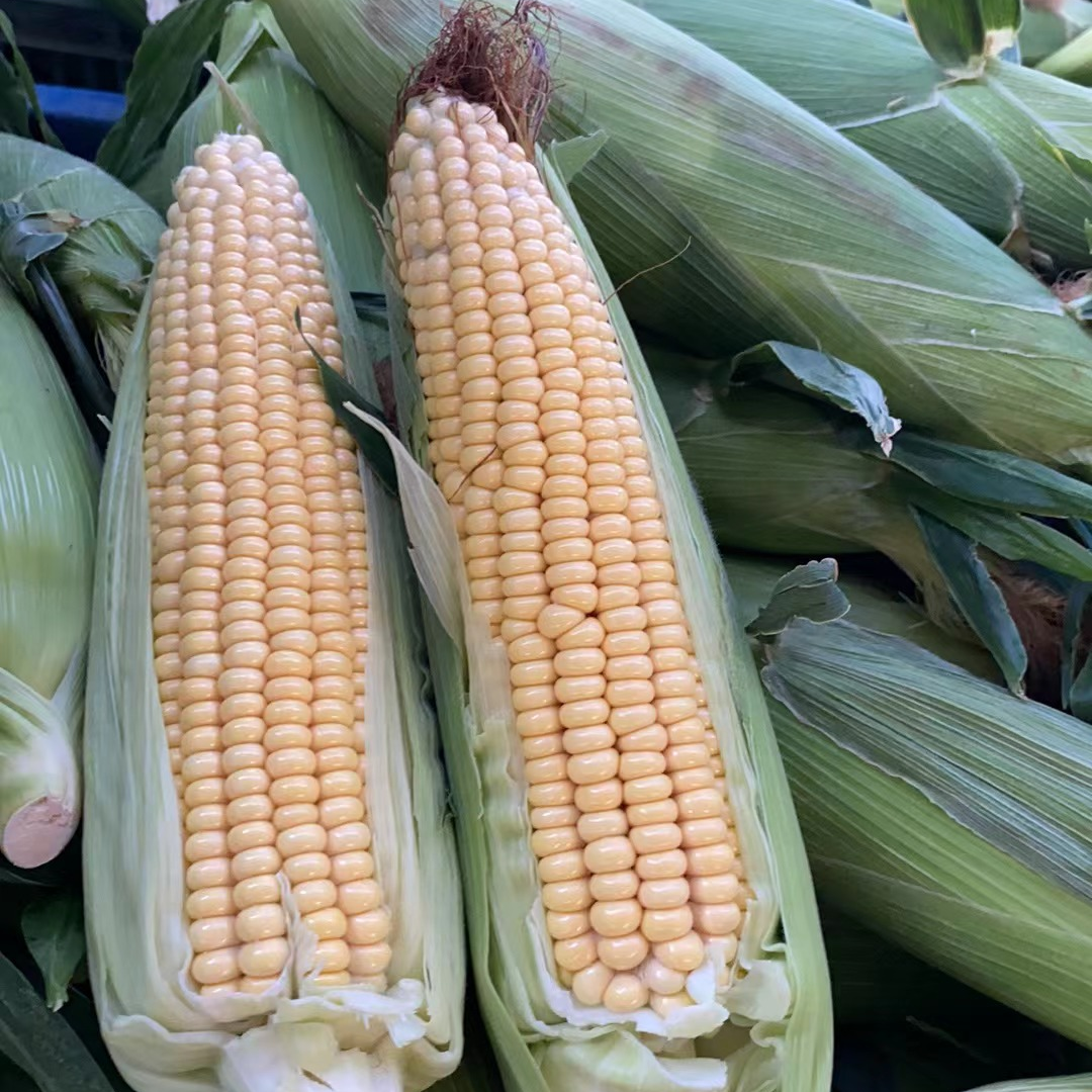 青泽农场-天津本地笨玉米拍8个发11个装（个别带虫，介意勿拍）