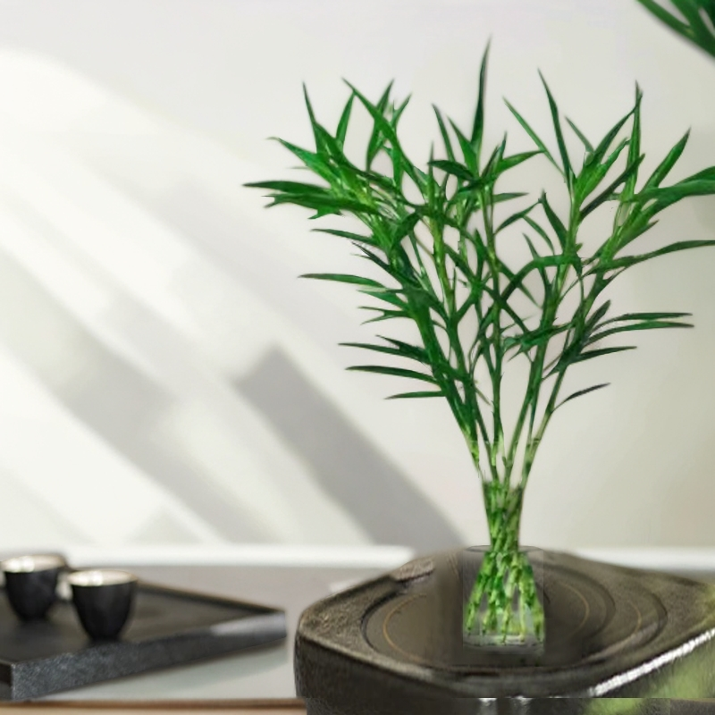 水培招财竹不带根基地直发落地开运竹富贵轻奢护眼办公室绿植盆栽