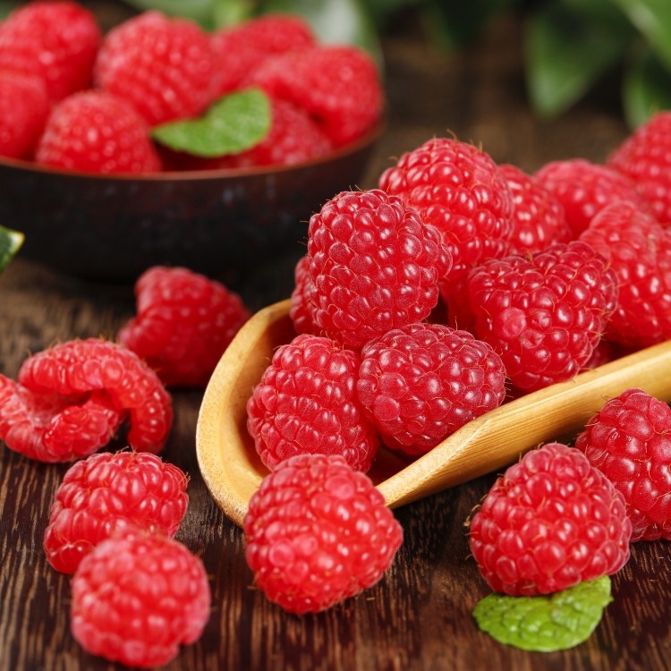 覆盆子双季红树莓果树苗当年结果树莓水果苗庭院阳台南方北方种植