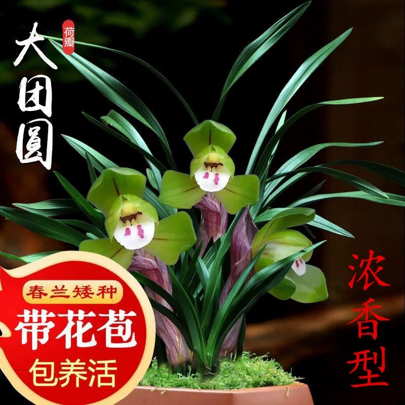 兰花苗春兰矮种【大团圆】经典正格荷瓣花浓香又好养室内绿植盆栽