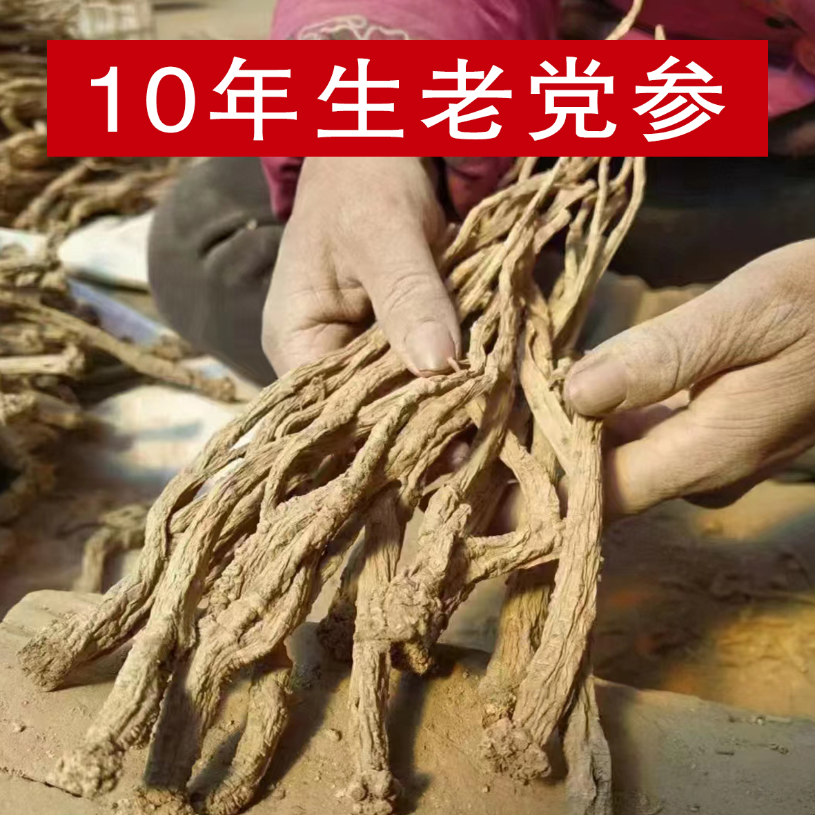 老党参 甘肃岷县 多年生10年左右 野党 甘肃岷县大山采集
