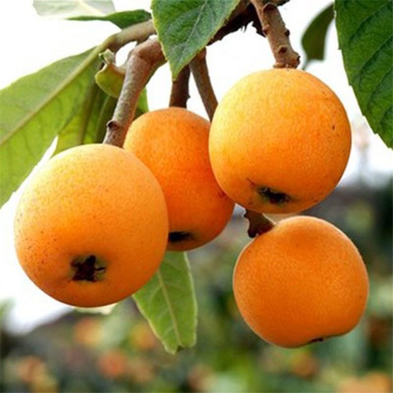 无核枇杷树苗果树砂糖大五星果树苗枇杷苗当年结果南北方自营