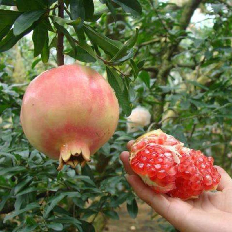 荥阳豫河阴突尼斯软籽石榴树苗无籽石榴果树南北方盆栽种植甜石榴