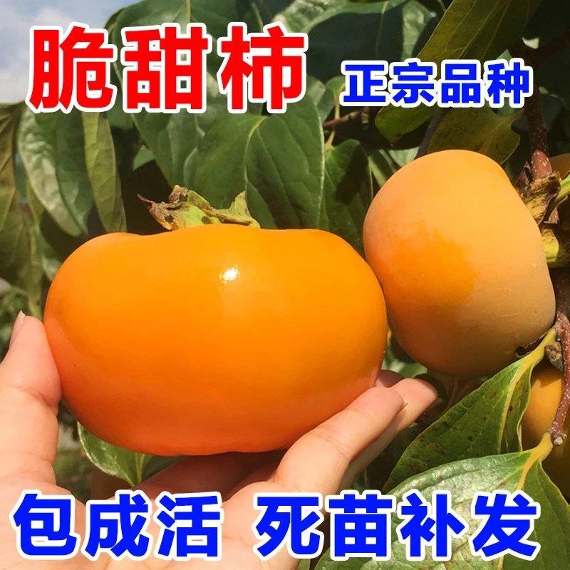 柿子树活苗脆甜柿子苗庭院果树南北方种植柿子树果苗当年结果柿树