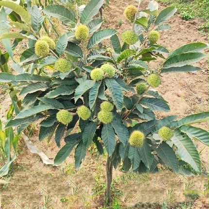 板栗苗树嫁接地栽南方北方种植大红袍当年结果果树板栗树果树果苗