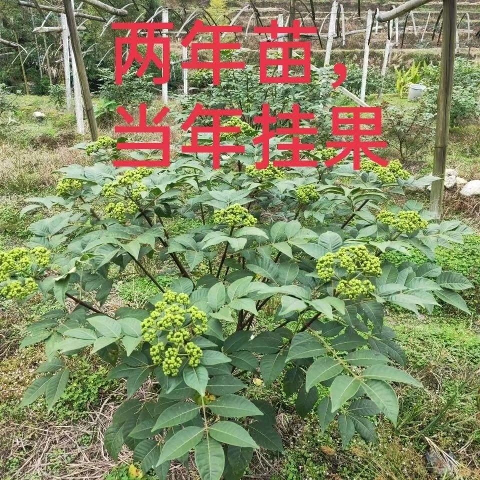 吴茱萸苗茶辣苗中药江西中花吴茱萸苗广西高产中花吴茱萸苗