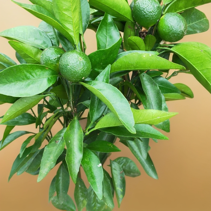 沃柑金桔树苗砂糖橘苗桔子树苗金桔盆栽果树带果警告清香橘子室内