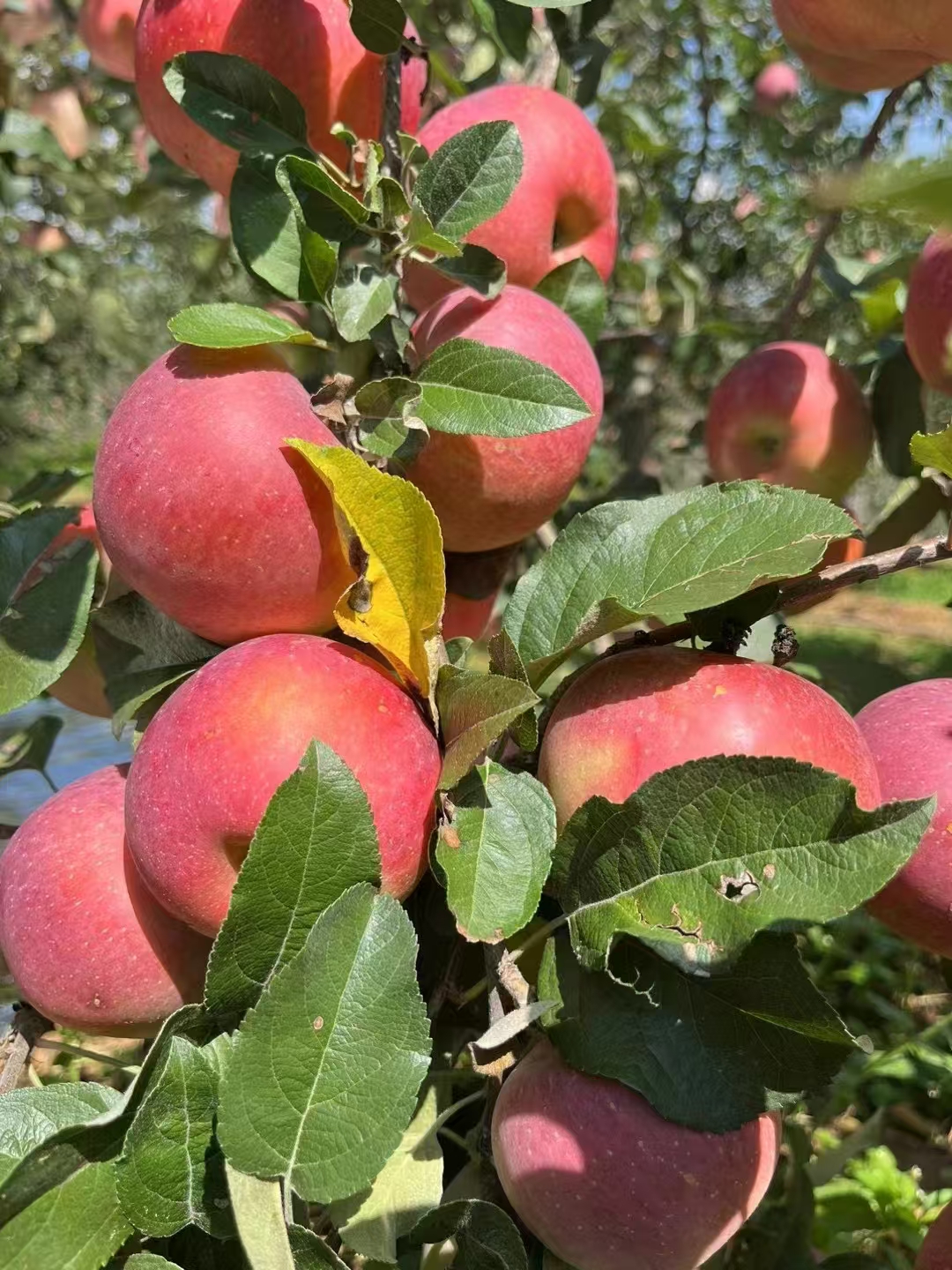 大凉山盐源丑苹果