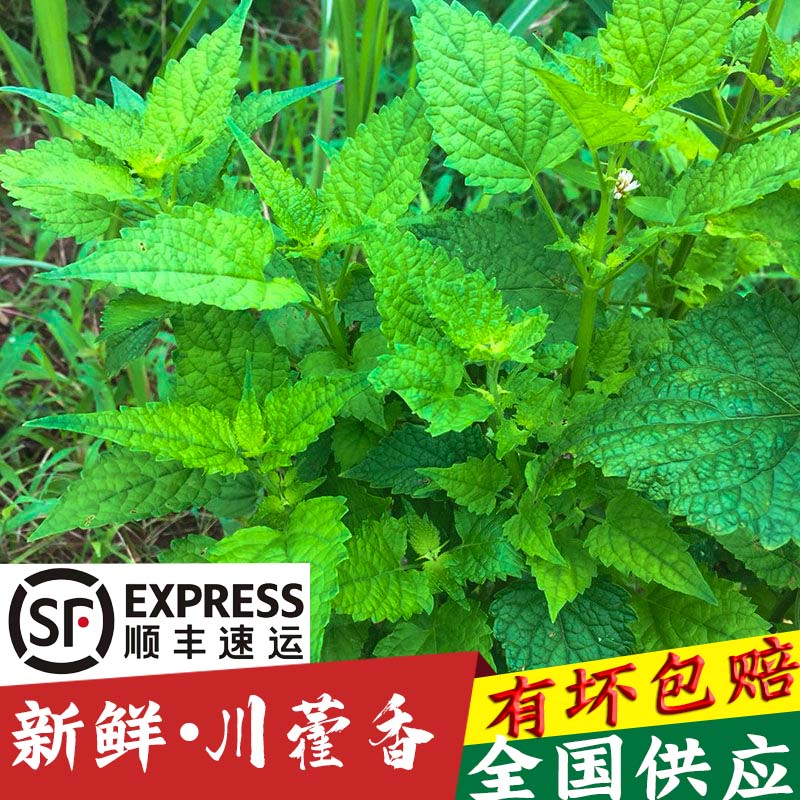 四川新鲜食用藿香叶500g鱼香叶菜露天现摘藿香苗泡茶做菜霍香叶子