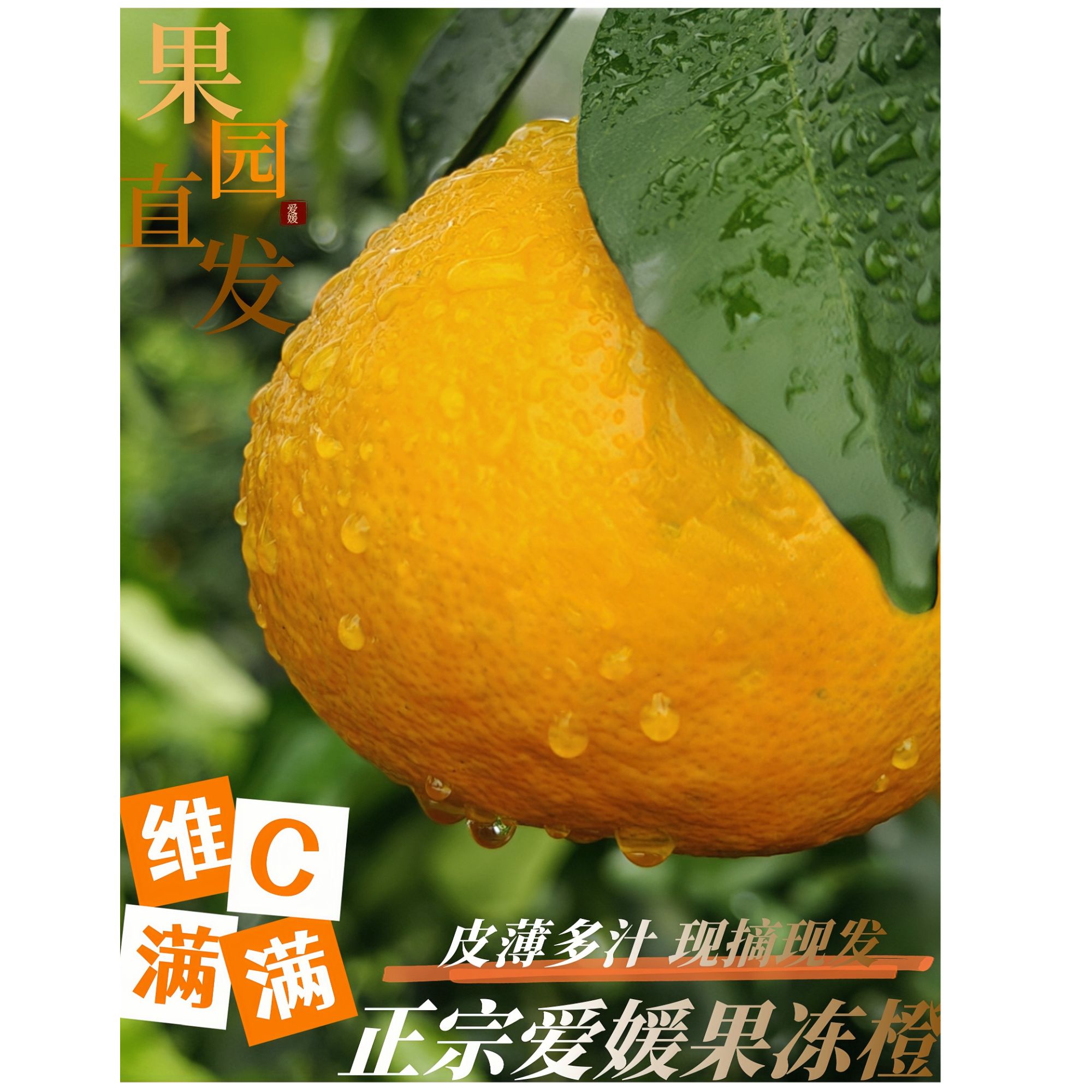 现摘爱媛果冻橙新鲜应季水果鲜甜爆汁四川眉山产地直发净重8斤