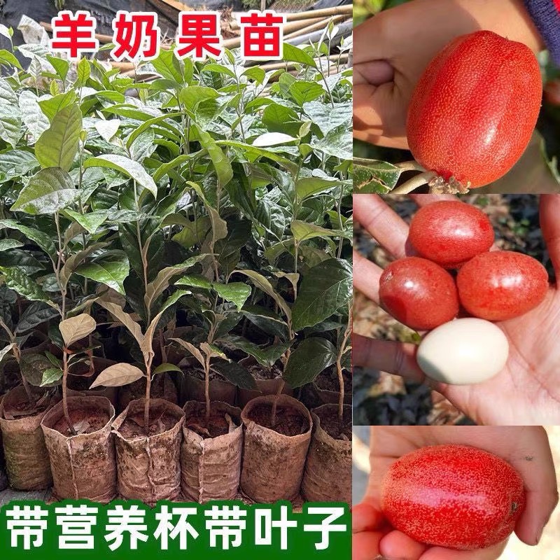 正宗德甜二号结果果树苗纯甜结果大果盆栽地栽庭院种植带土水果苗