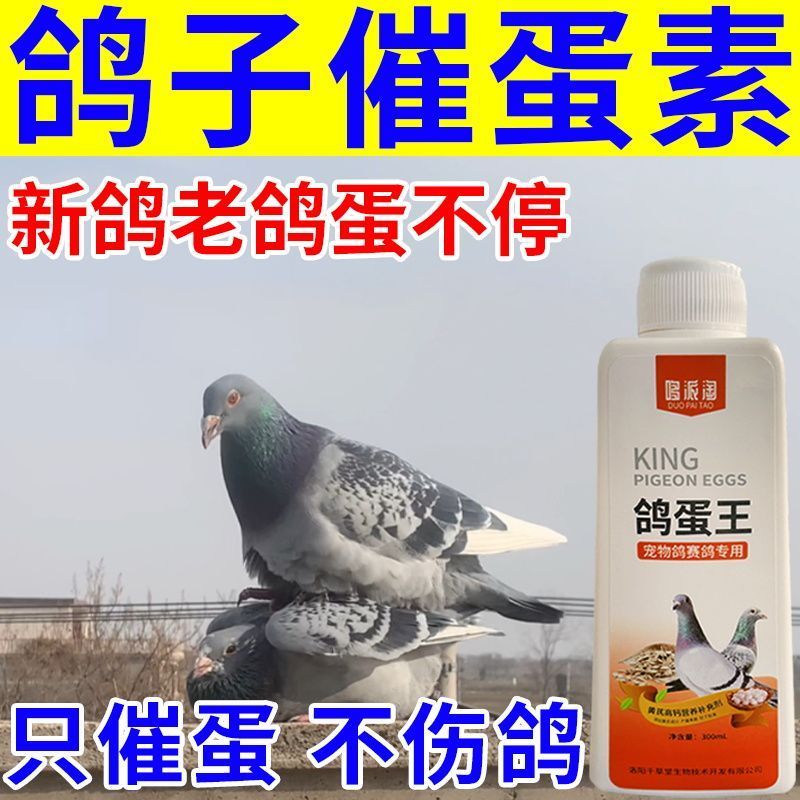 鸽子催配对专攻鸽子繁殖踩背新老鸽不下蛋不受精鸽子配对专用饲料