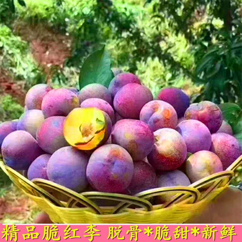 果妙赞四川五月脆红李生鲜优质新鲜水果脆甜脱骨李特大果5斤顺丰