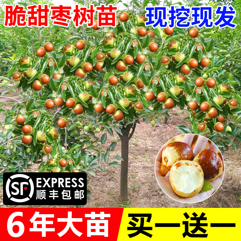 沾化三代冰糖冬枣树苗嫁接地栽果树果苗当年结果北方南方大枣超甜