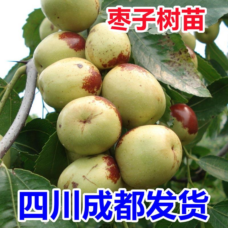 枣树活苗特大枣树苗超甜冬枣苗树果树南方北方种植耐寒果苗树苗