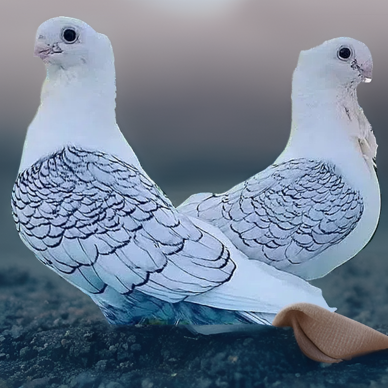 鸽子一对精品观赏鸽淑女鸽子一对乳鸽顺丰包邮幼鸽可繁殖包邮