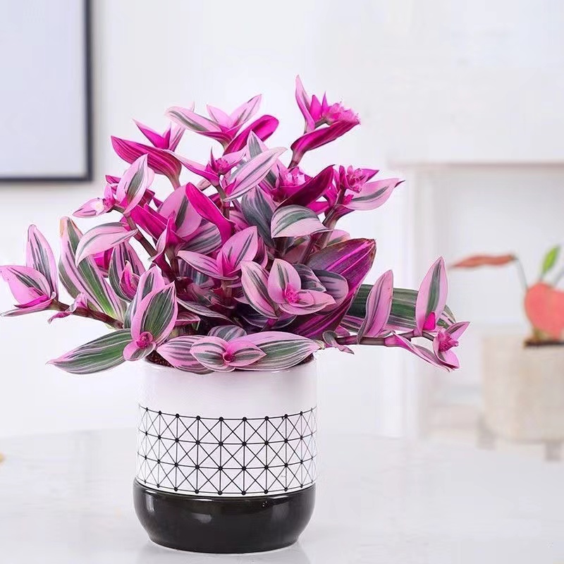 油画婚礼吊兰花卉水土双培梦幻紫网红款植物修剪室内室外懒人绿植