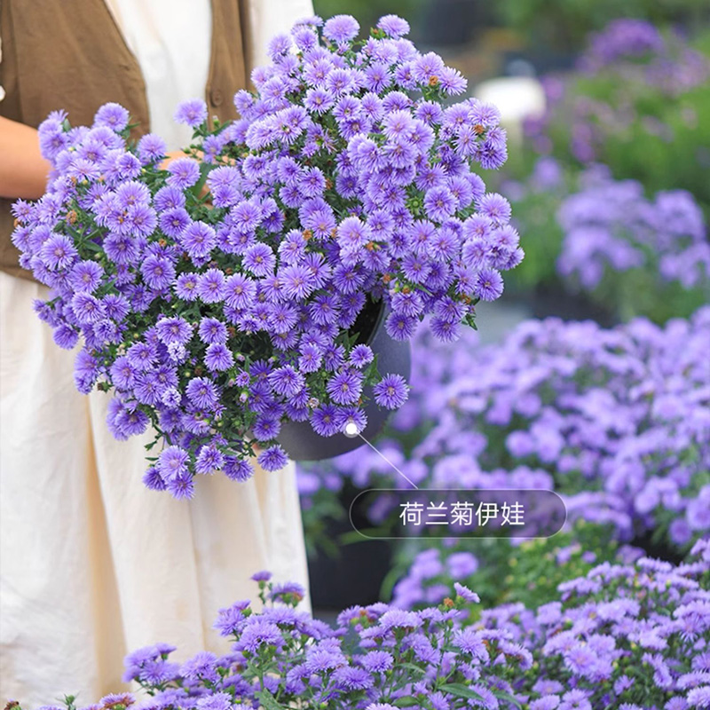 紫菀多年生四季开花耐寒耐热盆栽粉红蓝白多色紫苑千头荷兰菊花苗