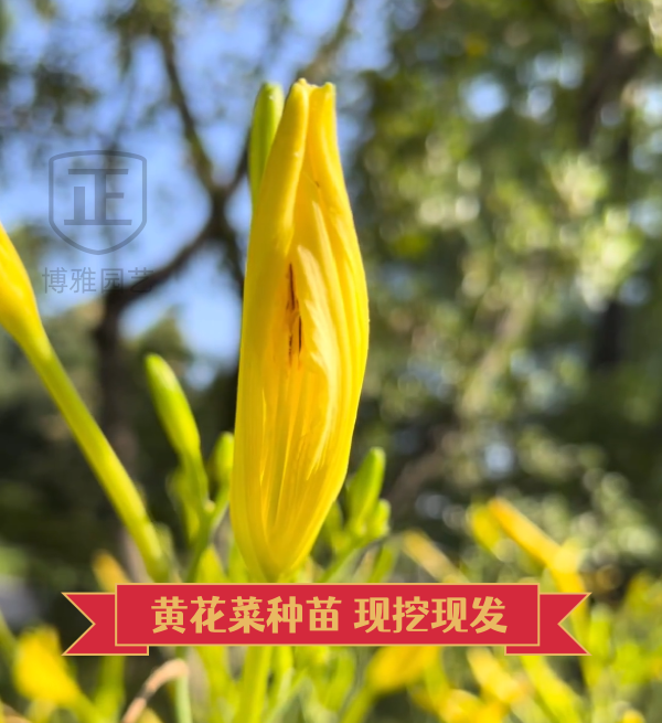 黄花菜根苗金针菜种子菜苗蔬菜种苗孑籽种根四季种植基地直发种苗