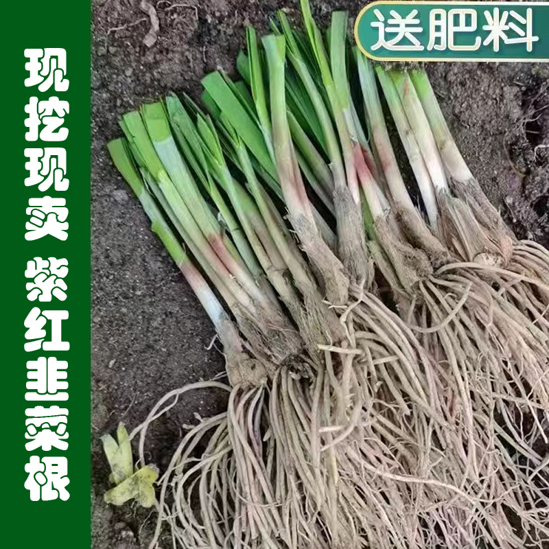 韭菜根家庭种植小院家庭盆栽户外种植天气越冷根越红夏天发白