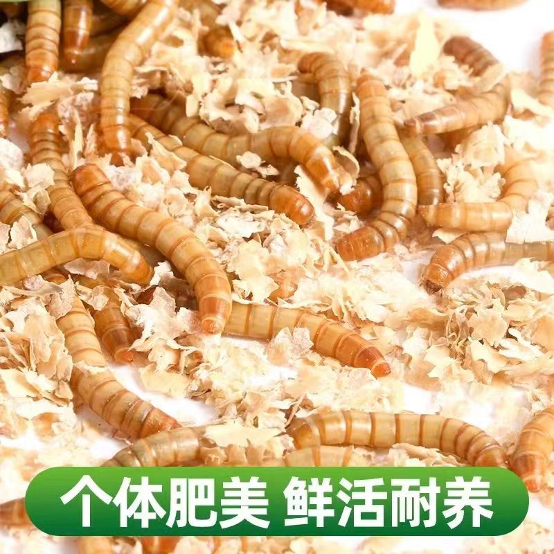 半斤黄粉虫/面包虫活体包活免费加冰袋送麦麸镊子饲养指南大麦虫