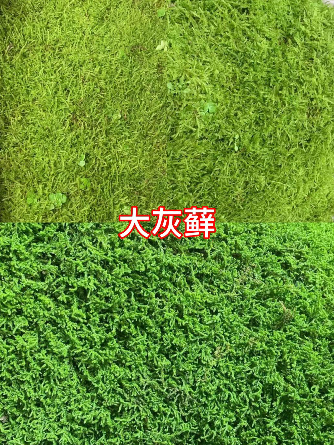 苔藓鲜活大灰藓白发藓庭院草皮青苔盆栽假山室外户外耐晒园艺植物