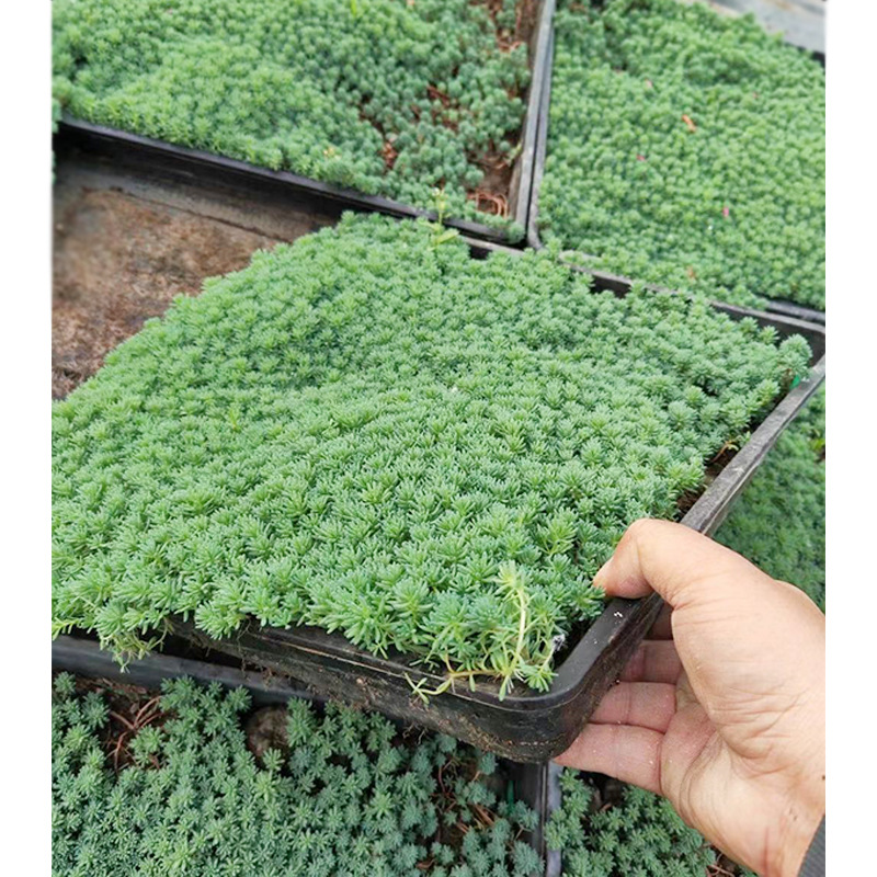 金叶中华景天薄雪万年草矶小松园林绿化地被花境植物绿植耐寒耐旱