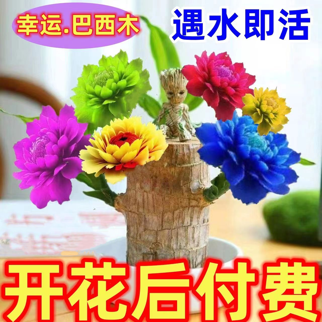 【可开花】网红耐寒巴西木开花水养懒人绿植盆栽格鲁特水培幸运木
