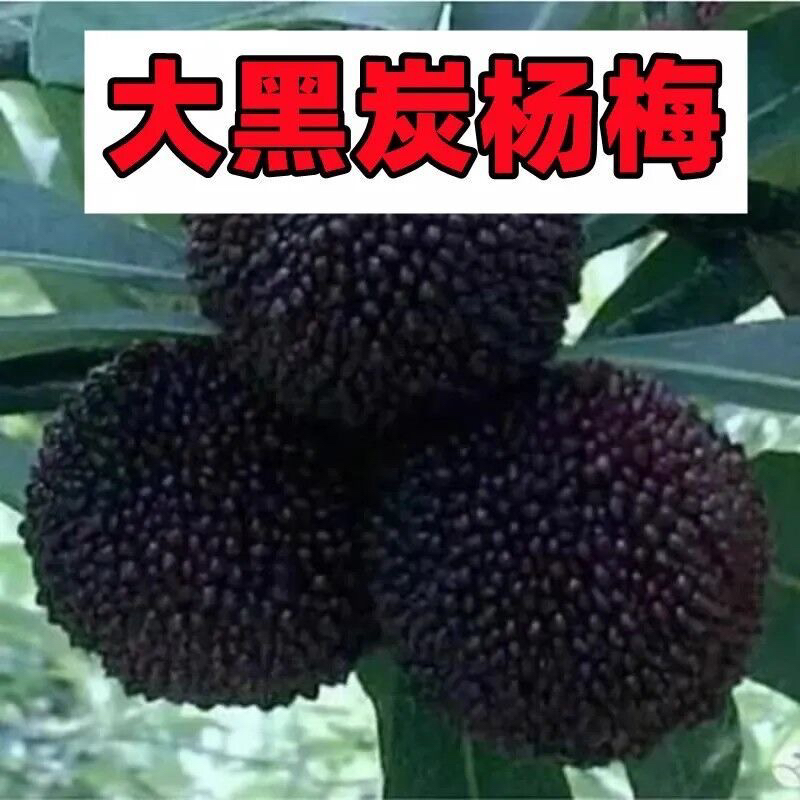 大黑炭杨梅嫁接树苖带土带叶发货种植盆栽耐寒当年结果